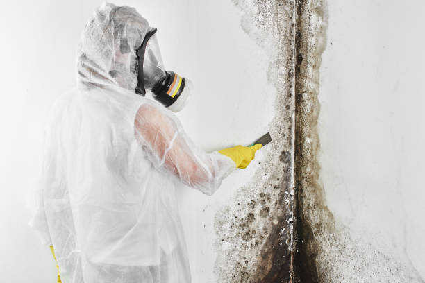 Best Certified Mold Removal  in Sheridan, IL
