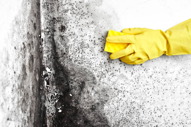 Best Office Mold Removal Services  in Sheridan, IL