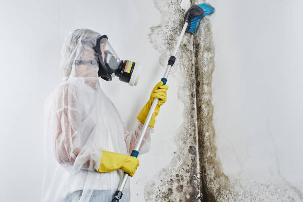Best Emergency Mold Removal  in Sheridan, IL