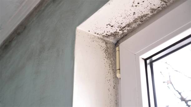 Best Office Mold Removal Services  in Sheridan, IL