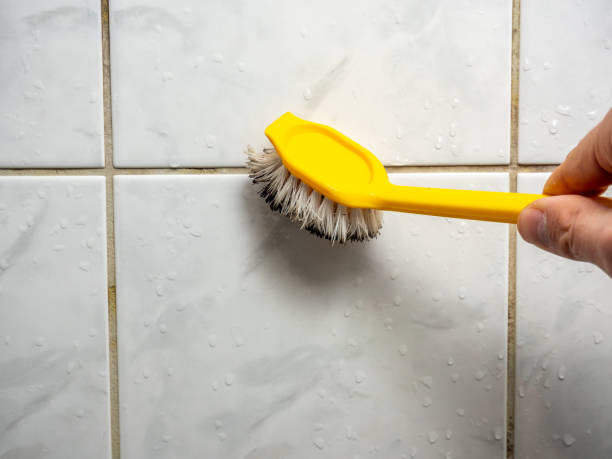 Best Best Mold Removal Companies  in Sheridan, IL