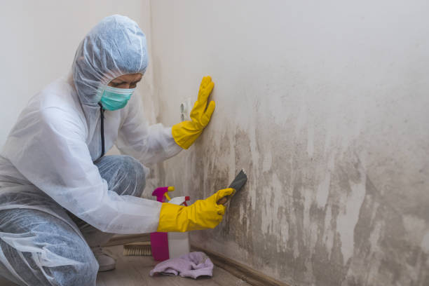 Office Mold Removal Services in Sheridan, IL