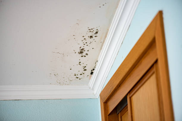 Professional Mold Removal in Sheridan, IL