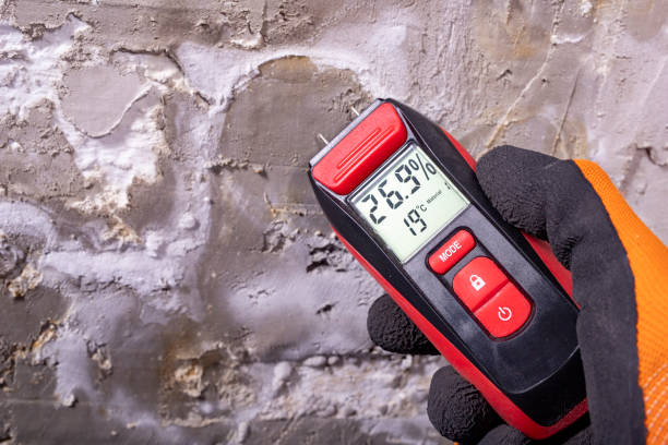 Best Home Mold Removal  in Sheridan, IL