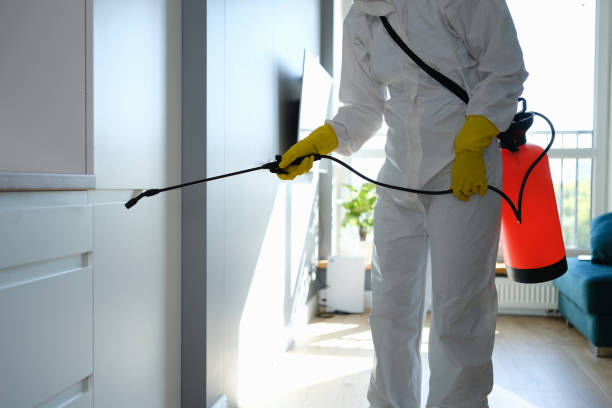 Best Local Mold Removal Service  in Sheridan, IL
