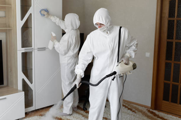Best Attic Mold Removal  in Sheridan, IL