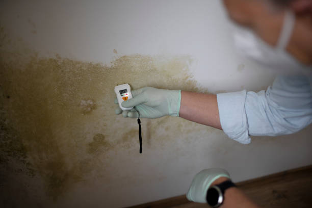 Best Best Mold Removal Companies  in Sheridan, IL