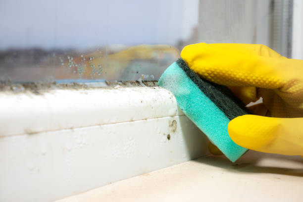 Best Mold Testing  in Sheridan, IL