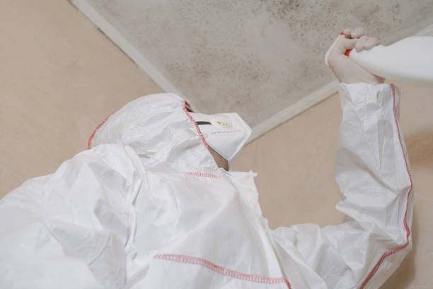 Best Black Mold Removal  in Sheridan, IL