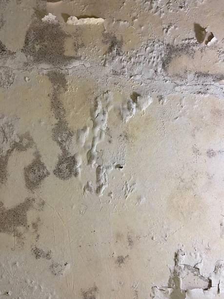 Best Home Mold Removal  in Sheridan, IL