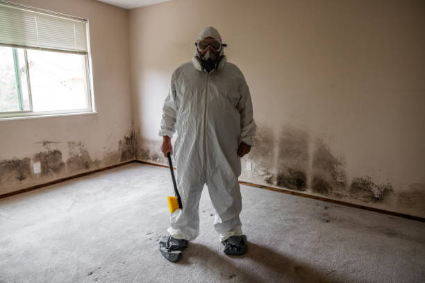 Best Mold Damage Repair  in Sheridan, IL