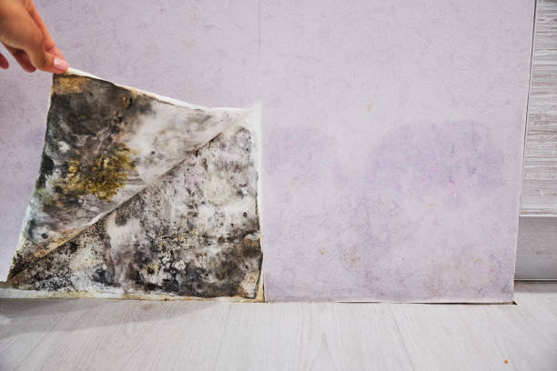 Best Fast Mold Removal  in Sheridan, IL
